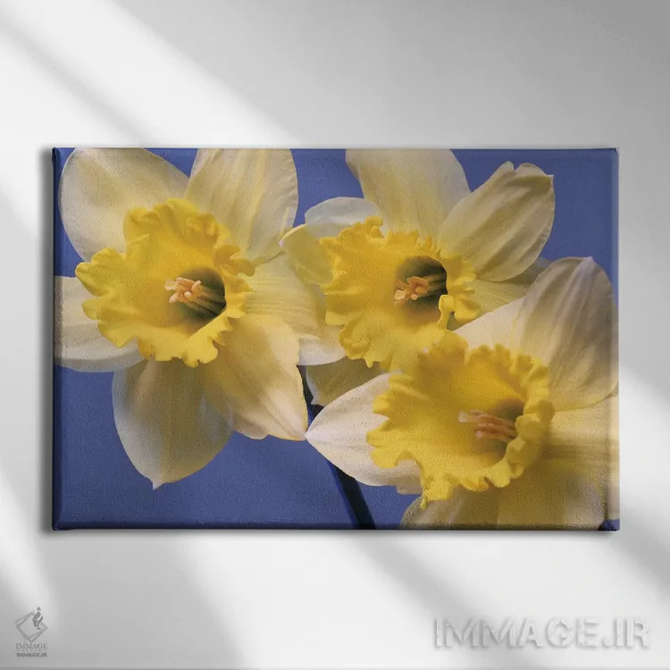 تابلو نرگسهای بهاری اثر برایان ولف - نمای روبهرو روی دیوار