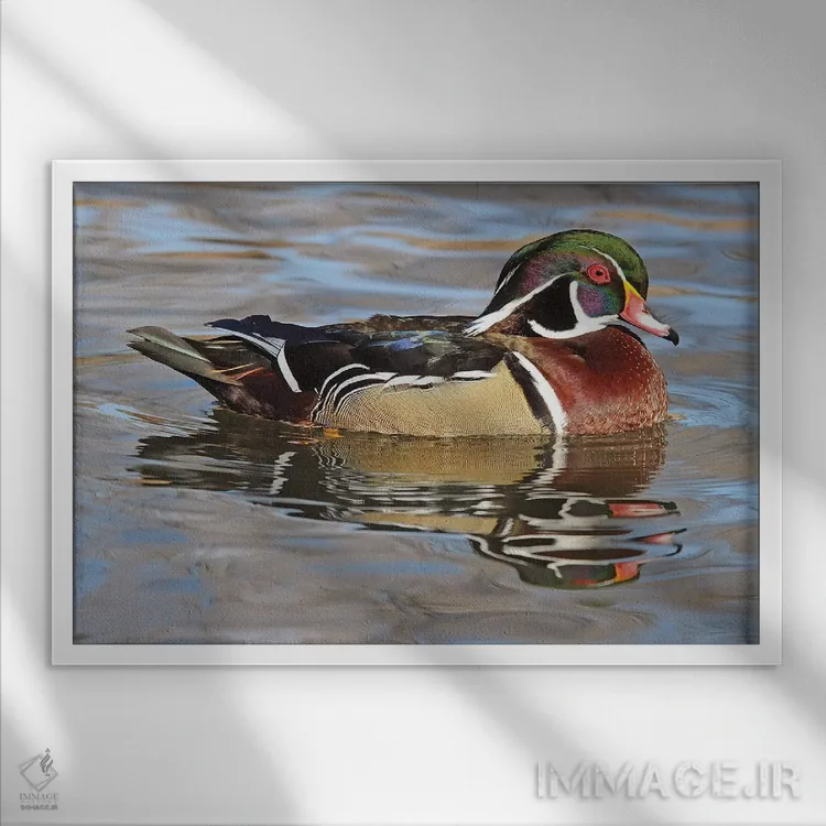 تابلو اردک نر جنگلی اثر برایان ولف - نمای قابدار سفید