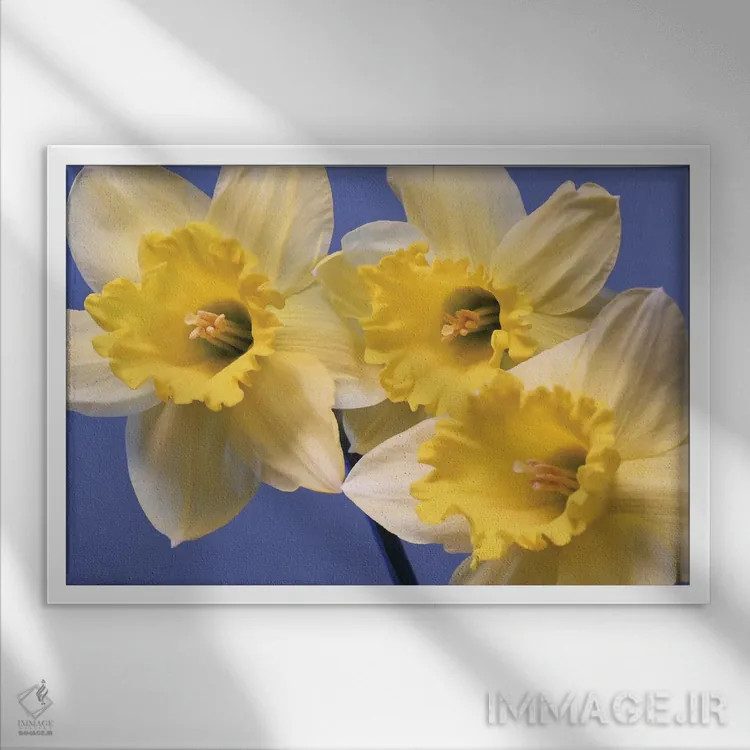 تابلو نرگسهای بهاری اثر برایان ولف - نمای قابدار سفید