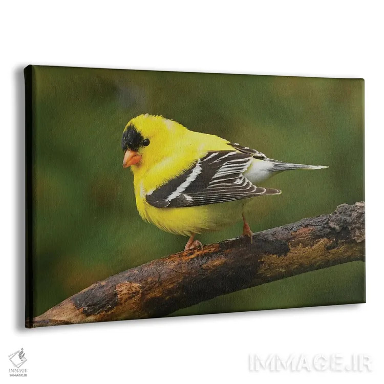 تابلو فنچ طلایی آمریکایی در شکوه بهار اثر برایان ولف - نمای پرسپکتیو محصول