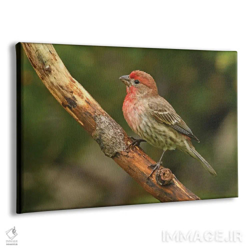 تابلو سهره خانگی نر نشسته بر شاخه اثر برایان ولف - نمای پرسپکتیو محصول