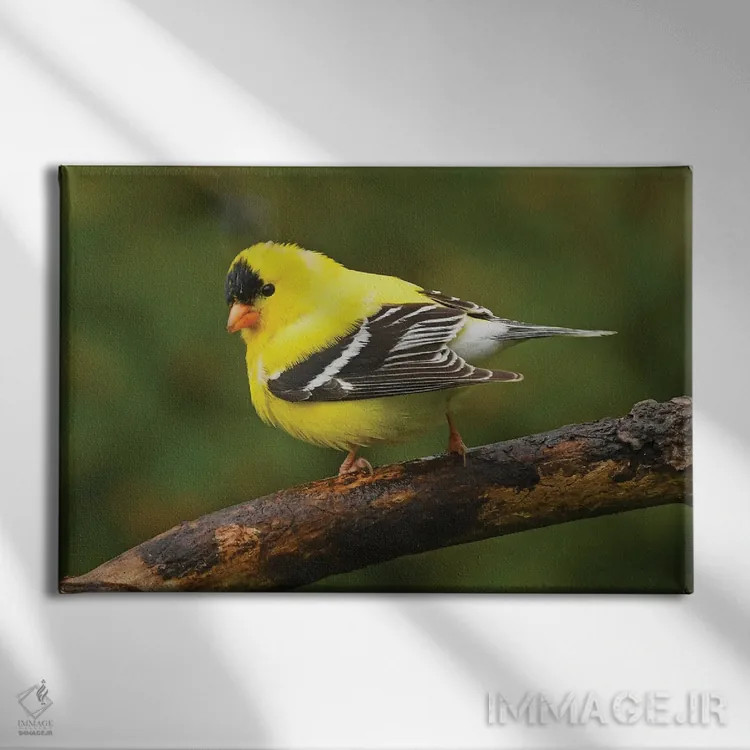 تابلو فنچ طلایی آمریکایی در شکوه بهار اثر برایان ولف - نمای روبهرو روی دیوار