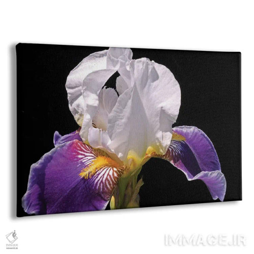 تابلو زنبق سفید و بنفش اثر برایان ولف - نمای پرسپکتیو محصول