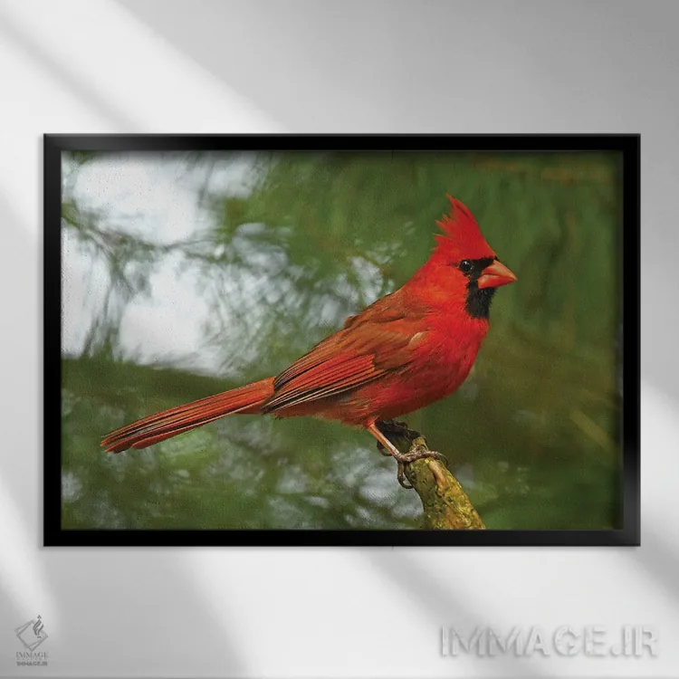 تابلو کارباورال مغرور اثر برایان ولف - نمای قابدار مشکی