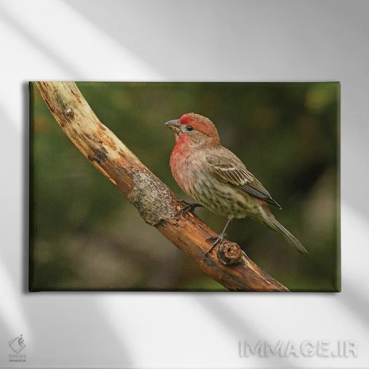 تابلو سهره خانگی نر نشسته بر شاخه اثر برایان ولف - نمای روبهرو روی دیوار