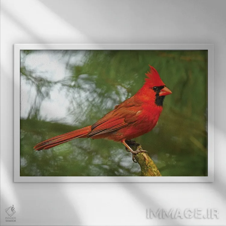 تابلو کارباورال مغرور اثر برایان ولف - نمای قابدار سفید