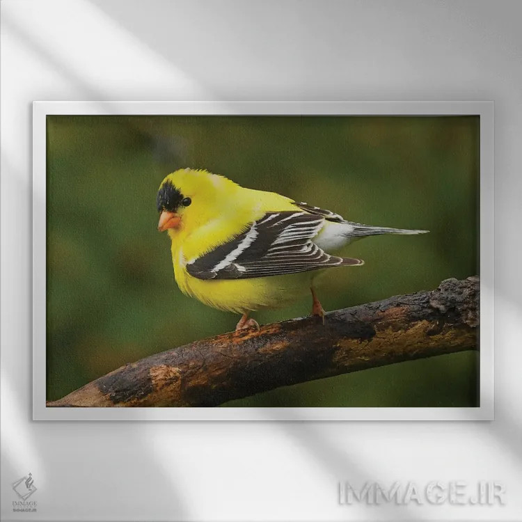 تابلو فنچ طلایی آمریکایی در شکوه بهار اثر برایان ولف - نمای قابدار سفید