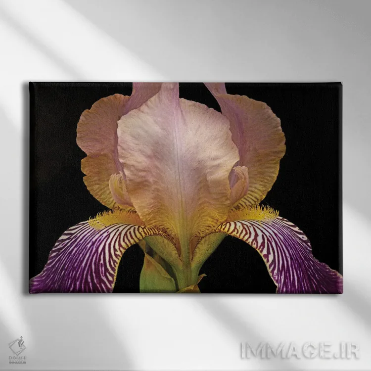 تابلو رنگهای زنبق اثر برایان ولف - نمای روبهرو روی دیوار