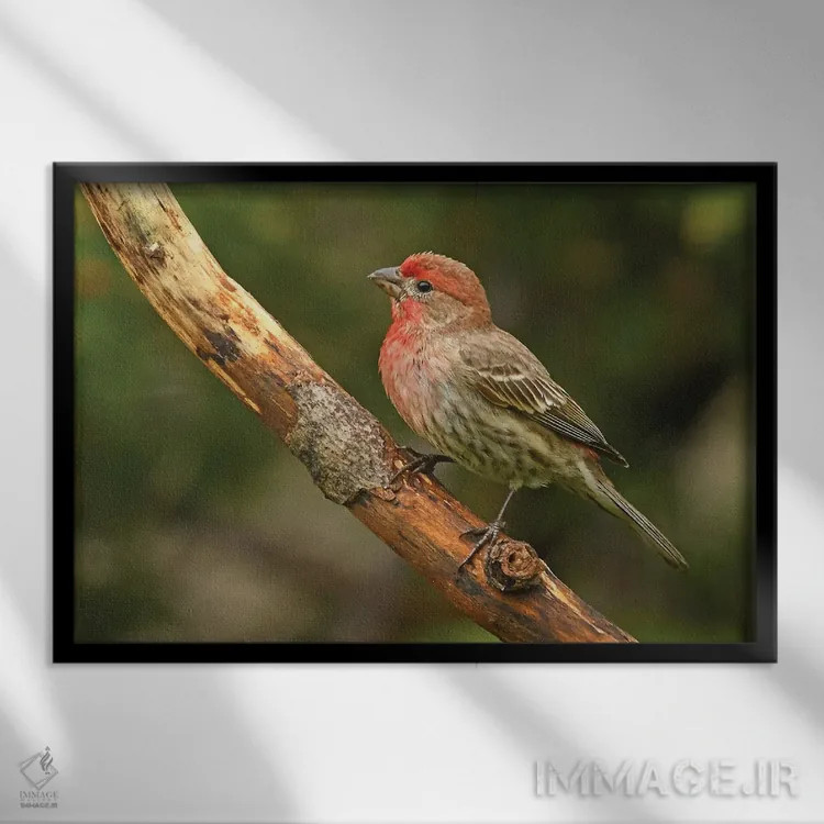 تابلو سهره خانگی نر نشسته بر شاخه اثر برایان ولف - نمای قابدار مشکی