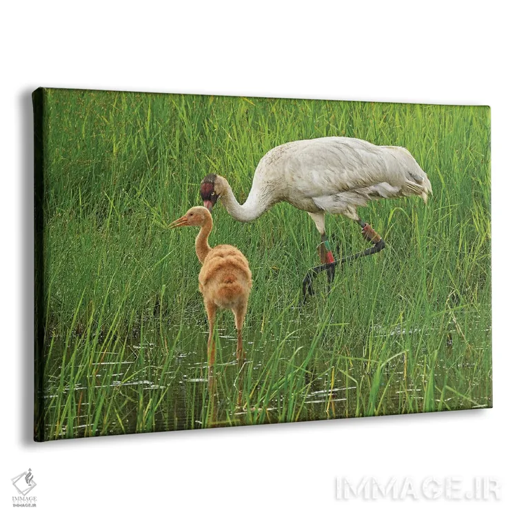 تابلو درنای سفید در معرض انقراض با جوجهاش اثر برایان ولف - نمای پرسپکتیو محصول