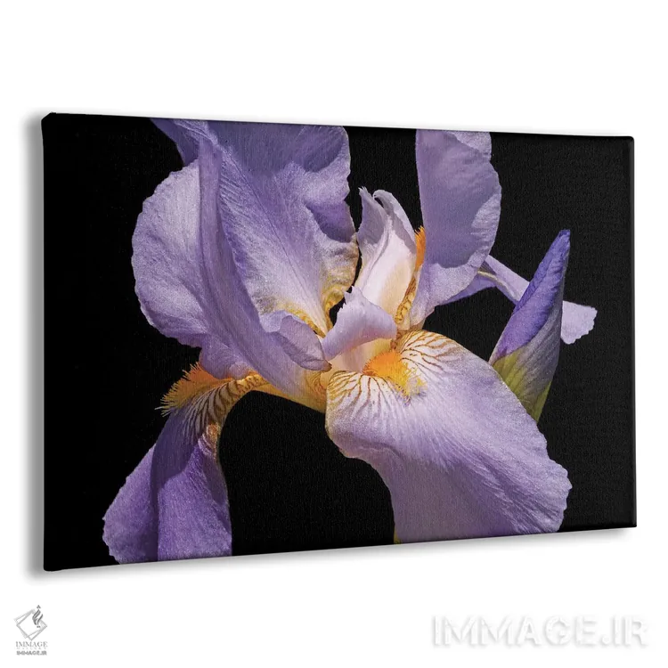 تابلو زنبق بنفش اثر برایان ولف - نمای پرسپکتیو محصول