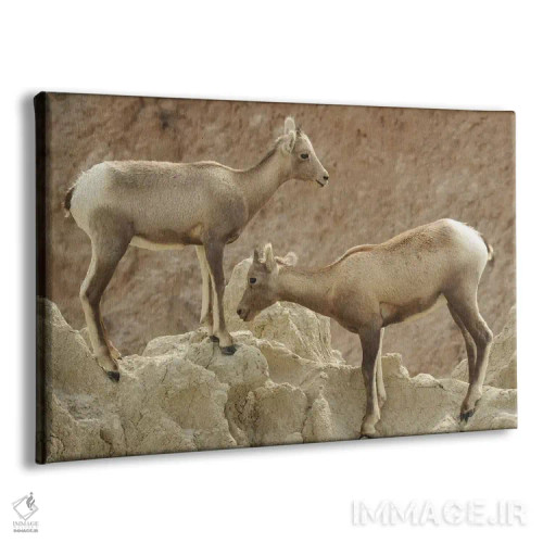 تابلو برههای قوچکوهی اثر برایان ولف - نمای پرسپکتیو محصول