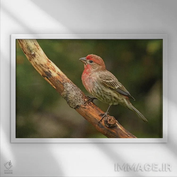 تابلو سهره خانگی نر نشسته بر شاخه اثر برایان ولف - نمای قابدار سفید