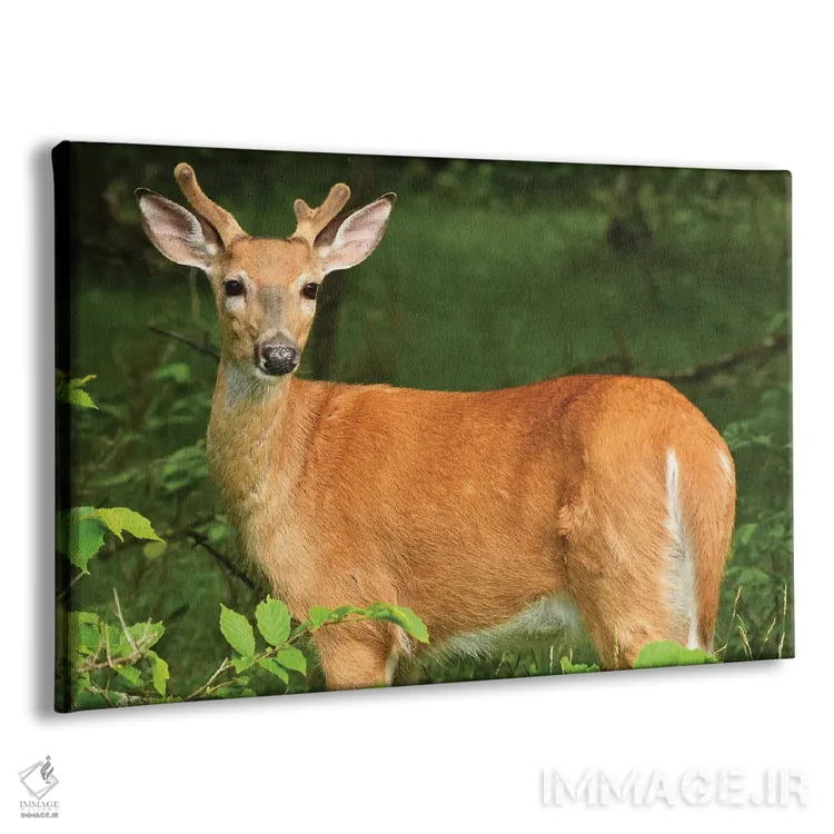 تابلو در مخمل اثر برایان ولف - نمای پرسپکتیو محصول