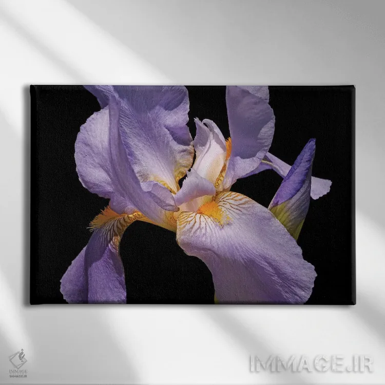 تابلو زنبق بنفش اثر برایان ولف - نمای روبهرو روی دیوار