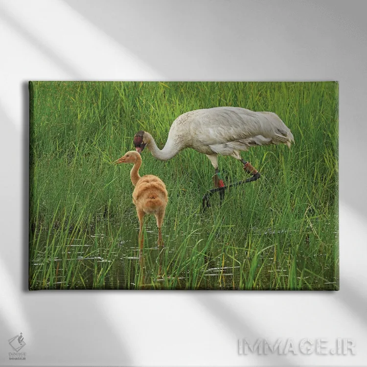 تابلو درنای سفید در معرض انقراض با جوجهاش اثر برایان ولف - نمای روبهرو روی دیوار