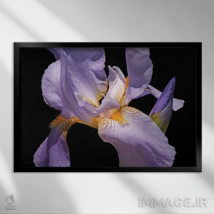 تابلو زنبق بنفش اثر برایان ولف - نمای قابدار مشکی