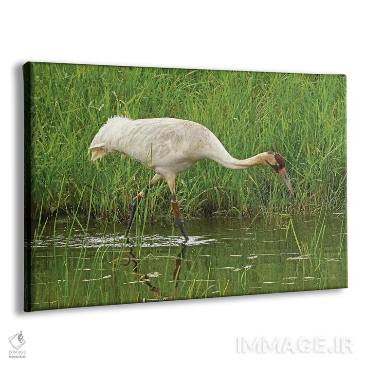 تابلو درنای سفید در معرض انقراض اثر برایان ولف - نمای پرسپکتیو محصول