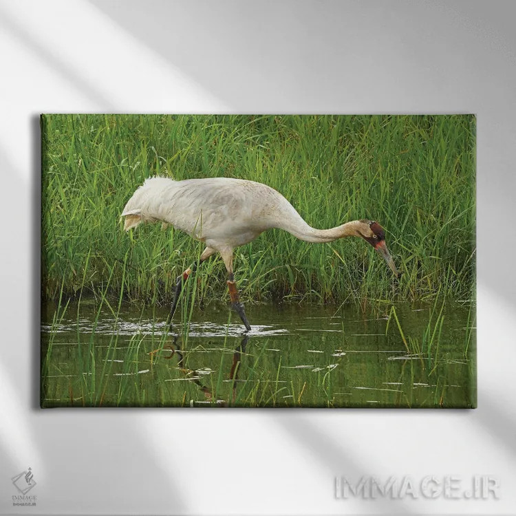 تابلو درنای سفید در معرض انقراض اثر برایان ولف - نمای روبهرو روی دیوار