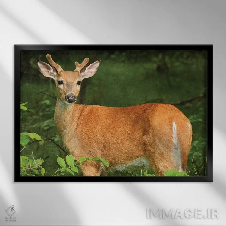 تابلو در مخمل اثر برایان ولف - نمای قابدار مشکی