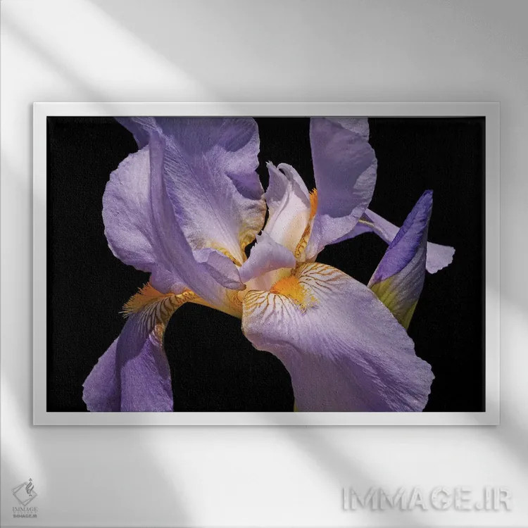 تابلو زنبق بنفش اثر برایان ولف - نمای قابدار سفید