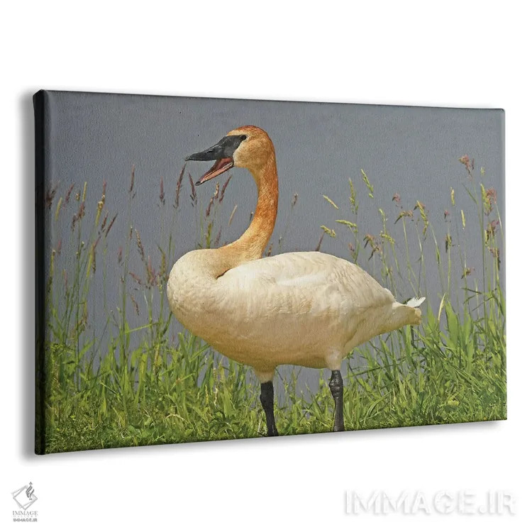 تابلو به من میگی؟ اثر برایان ولف - نمای پرسپکتیو محصول