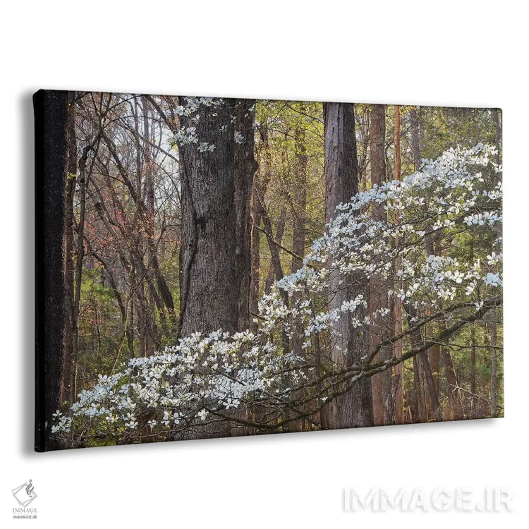 تابلو شکوفهٔ درخت درخت سگچشمی اثر برایان ولف - نمای پرسپکتیو محصول