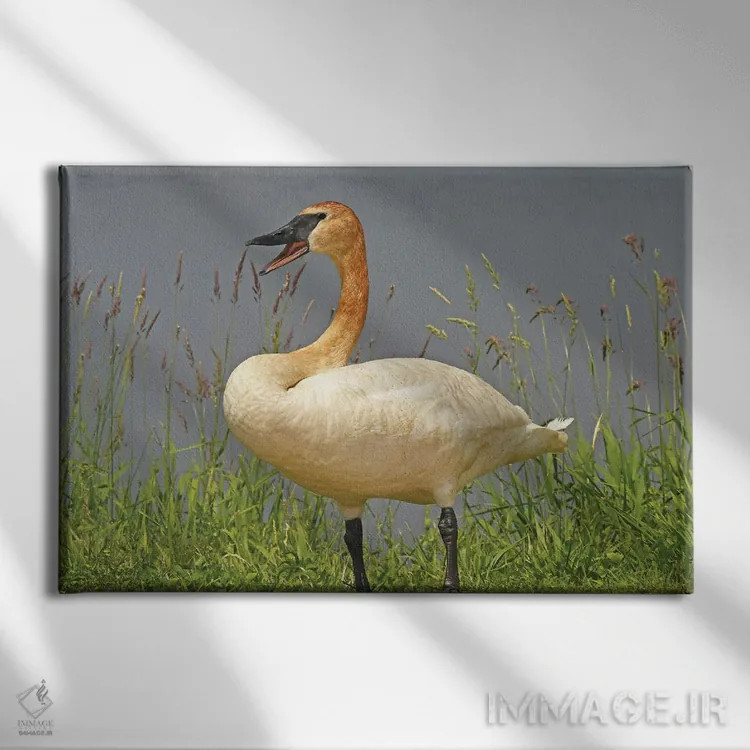 تابلو به من میگی؟ اثر برایان ولف - نمای روبهرو روی دیوار