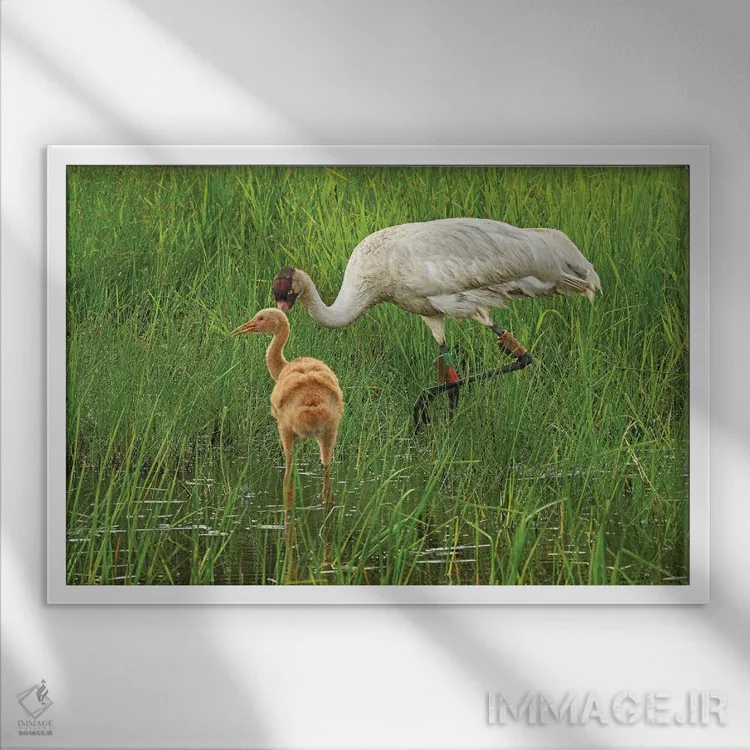 تابلو درنای سفید در معرض انقراض با جوجهاش اثر برایان ولف - نمای قابدار سفید