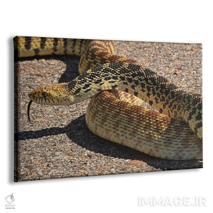 تابلو مار گاوی که راه را بسته است اثر برایان ولف - نمای پرسپکتیو محصول