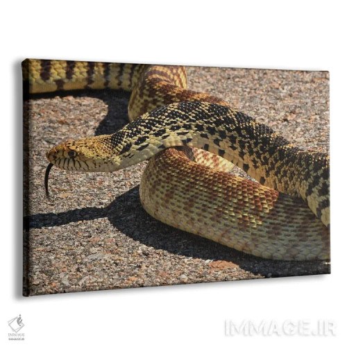 تابلو مار گاوی که راه را بسته است اثر برایان ولف - نمای پرسپکتیو محصول