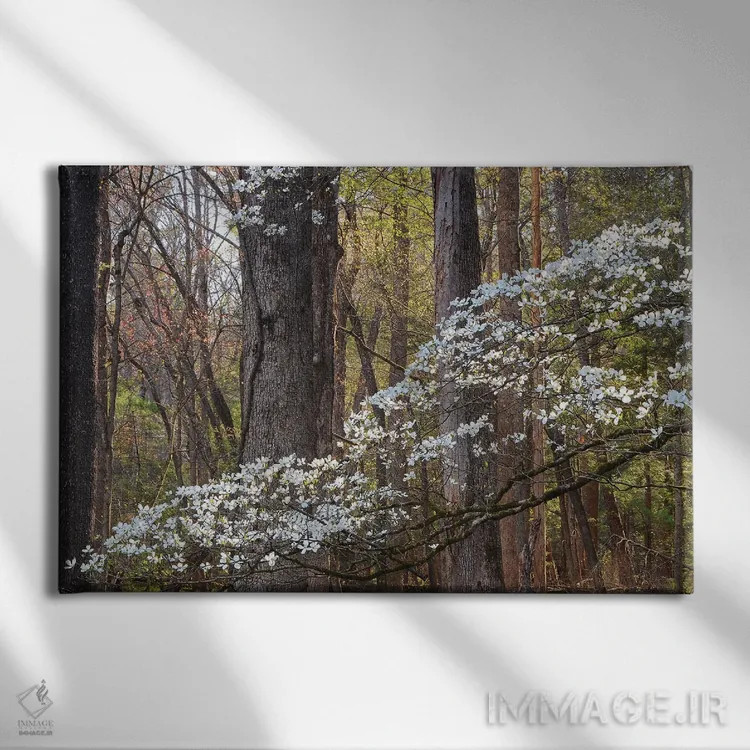 تابلو شکوفهٔ درخت درخت سگچشمی اثر برایان ولف - نمای روبهرو روی دیوار