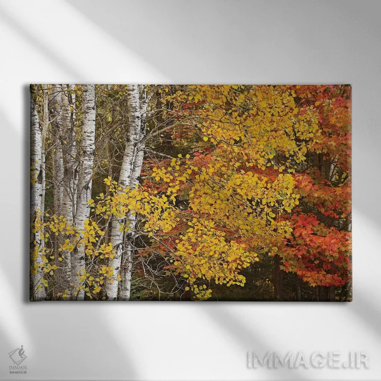 تابلو صنوبرها و افراها در پاییز اثر برایان ولف - نمای روبهرو روی دیوار