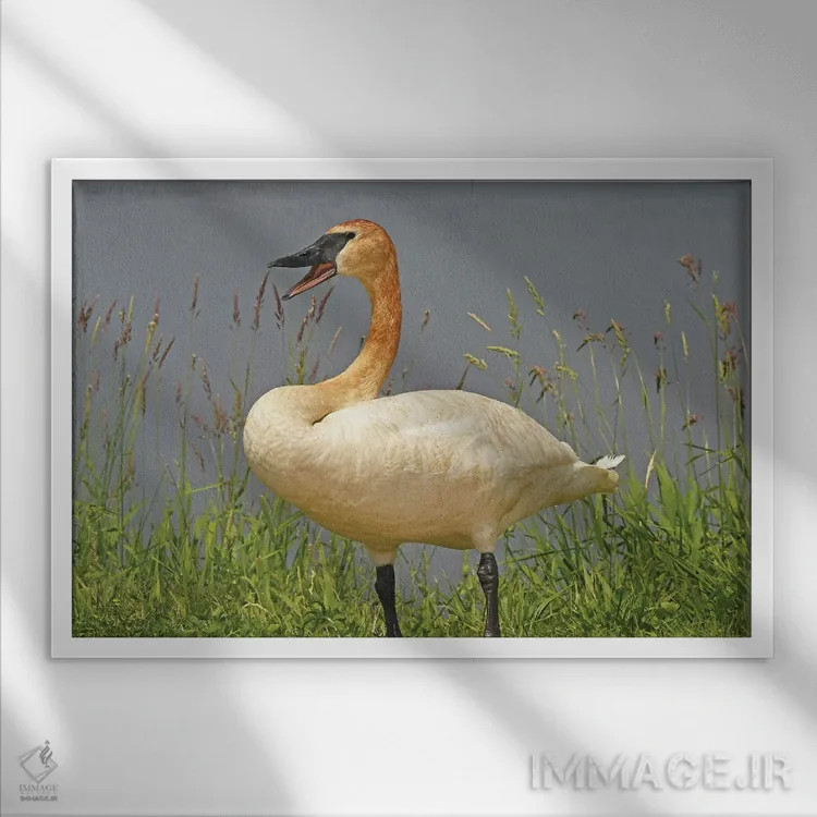 تابلو به من میگی؟ اثر برایان ولف - نمای قابدار سفید