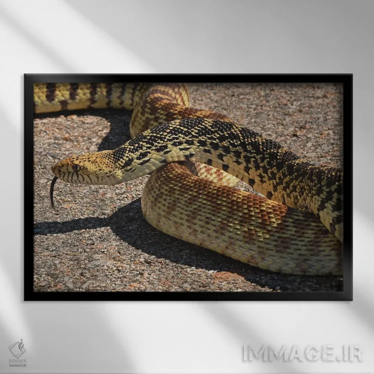 تابلو مار گاوی که راه را بسته است اثر برایان ولف - نمای قابدار مشکی