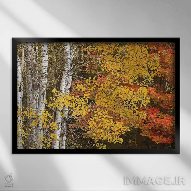 تابلو صنوبرها و افراها در پاییز اثر برایان ولف - نمای قابدار مشکی