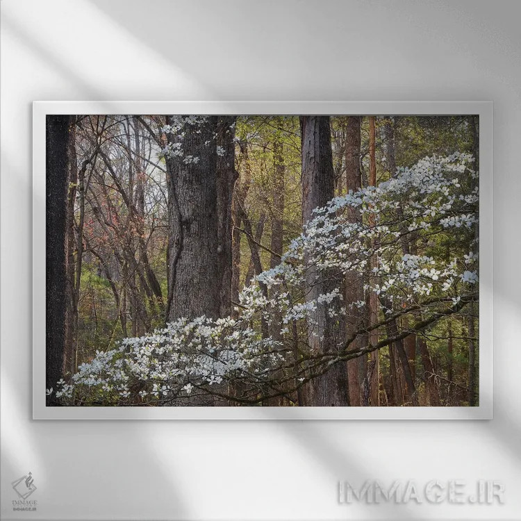 تابلو شکوفهٔ درخت درخت سگچشمی اثر برایان ولف - نمای قابدار سفید