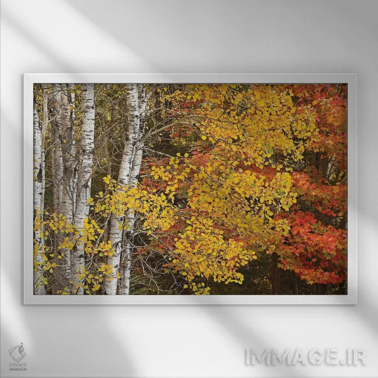 تابلو صنوبرها و افراها در پاییز اثر برایان ولف - نمای قابدار سفید