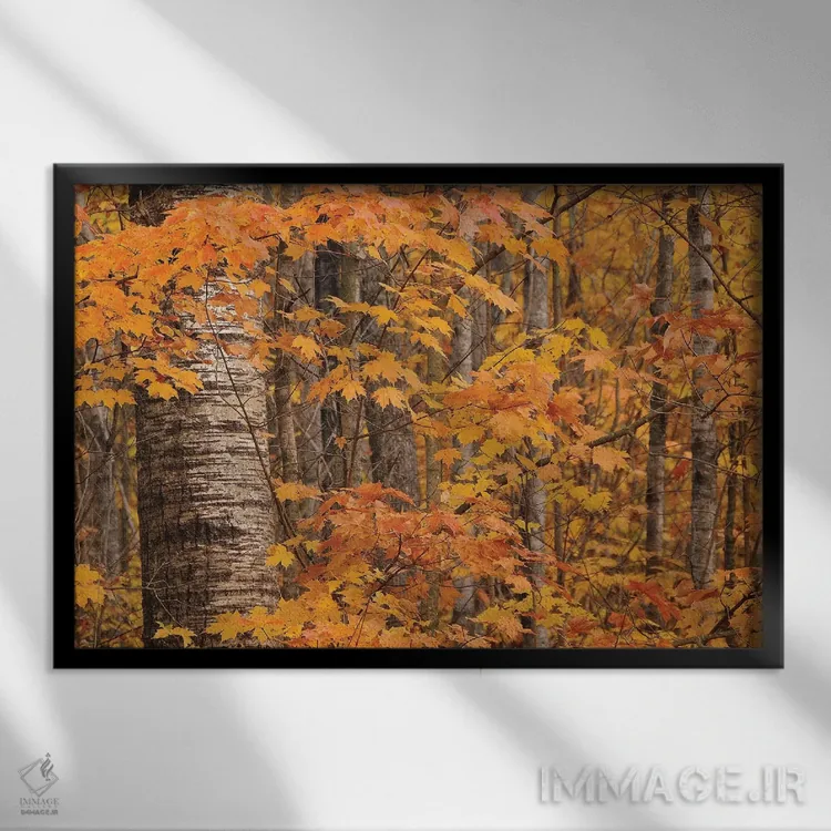 تابلو توسها و افراها اثر برایان ولف - نمای قابدار مشکی