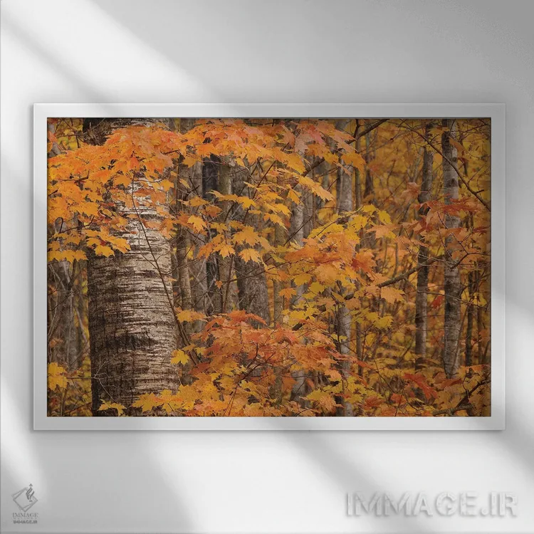 تابلو توسها و افراها اثر برایان ولف - نمای قابدار سفید