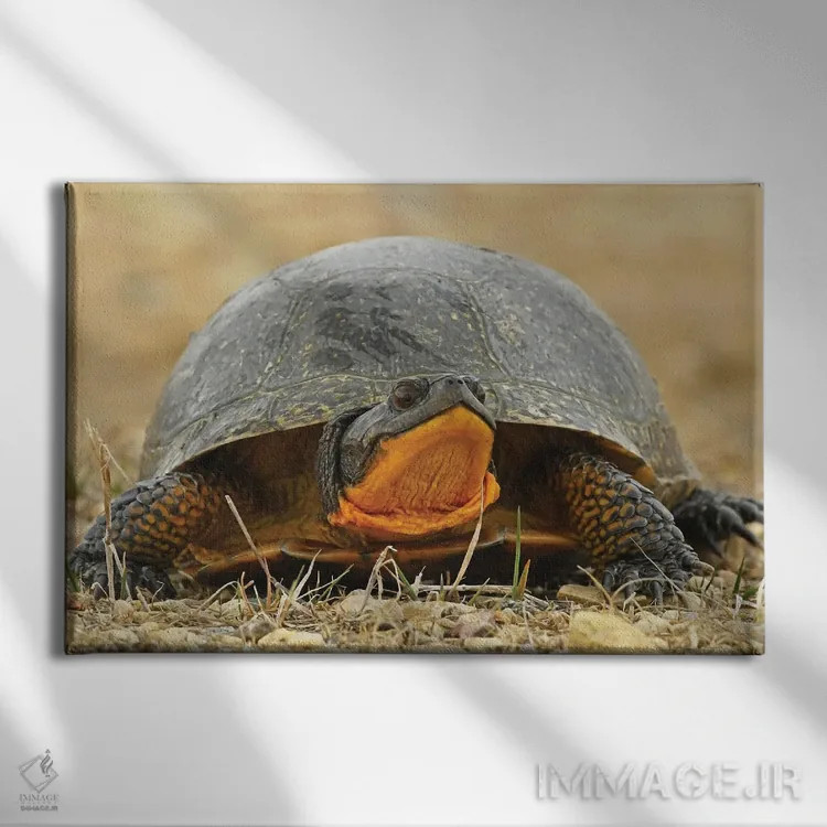 تابلو لاکپشت بلَنباورگ در معرض انقراض اثر برایان ولف - نمای روبهرو روی دیوار