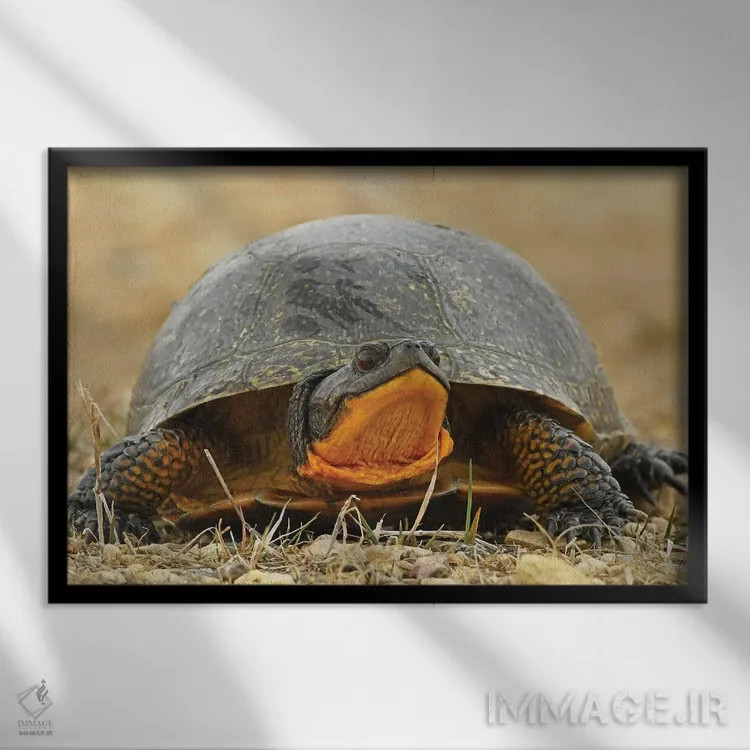 تابلو لاکپشت بلَنباورگ در معرض انقراض اثر برایان ولف - نمای قابدار مشکی