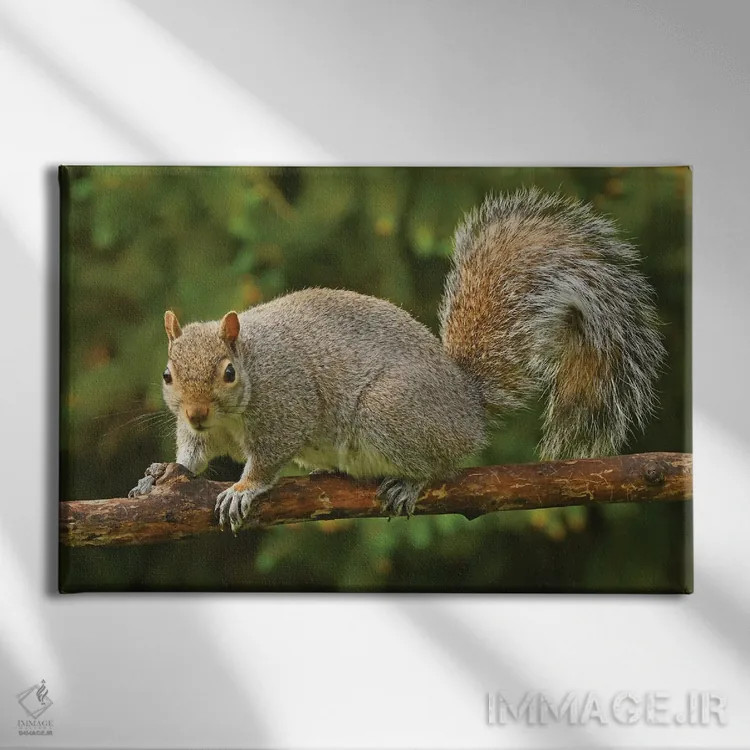 تابلو سنجابی در حال ژست گرفتن برای دوربین اثر برایان ولف - نمای روبهرو روی دیوار