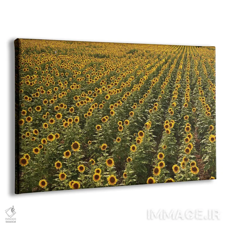 تابلو مزرعه آفتابگردان کانزاس اثر برایان ولف - نمای پرسپکتیو محصول