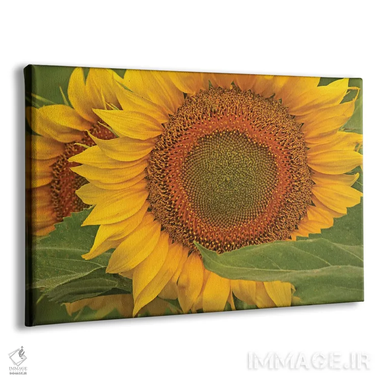 تابلو نمای نزدیک از آفتابگردان اثر برایان ولف - نمای پرسپکتیو محصول