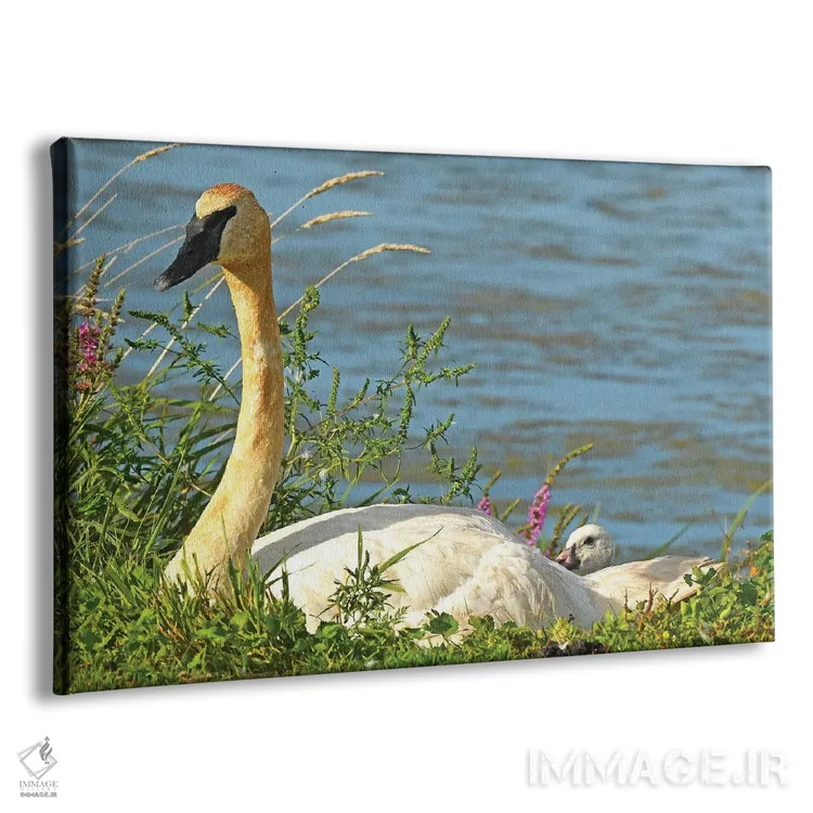 تابلو قوی شیپورزن و جوجهاش اثر برایان ولف - نمای پرسپکتیو محصول