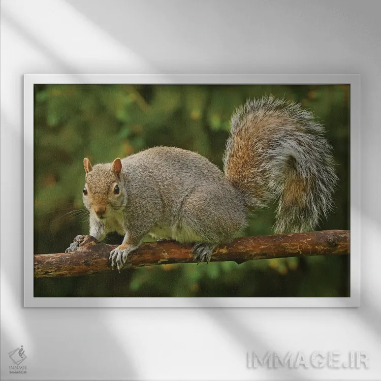 تابلو سنجابی در حال ژست گرفتن برای دوربین اثر برایان ولف - نمای قابدار سفید