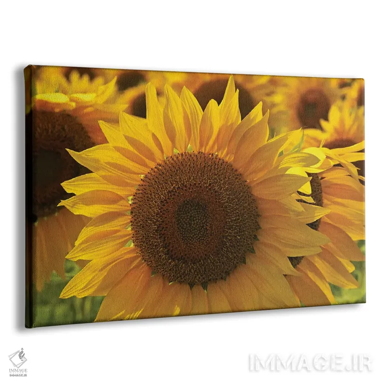 تابلو مجموعه آفتابگردانها اثر برایان ولف - نمای پرسپکتیو محصول