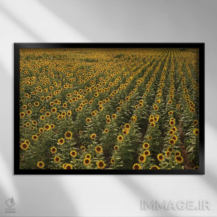 تابلو مزرعه آفتابگردان کانزاس اثر برایان ولف - نمای قابدار مشکی