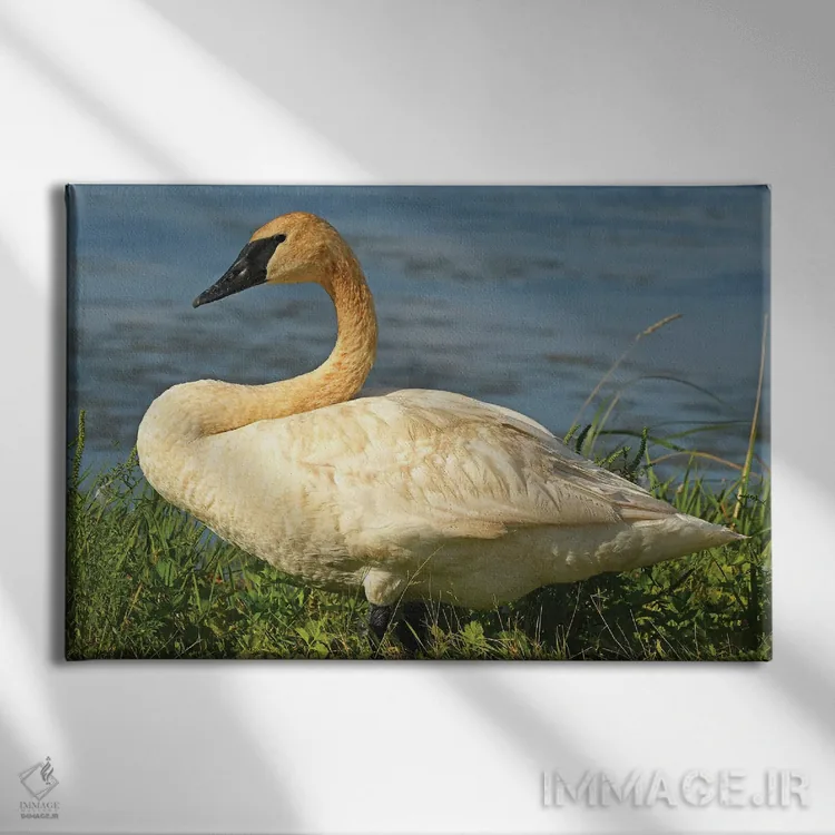 تابلو قوی شیپورزن در حال ژست گرفتن اثر برایان ولف - نمای روبهرو روی دیوار